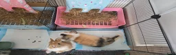 Mini Lop rabbits for sale: Mini Lop (Neutered) + Netherland Dwarf –Vaccinated - Advert 4