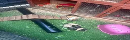 Guinea Pig rodents for sale: Two male bonded guinea pigs - Advert 4