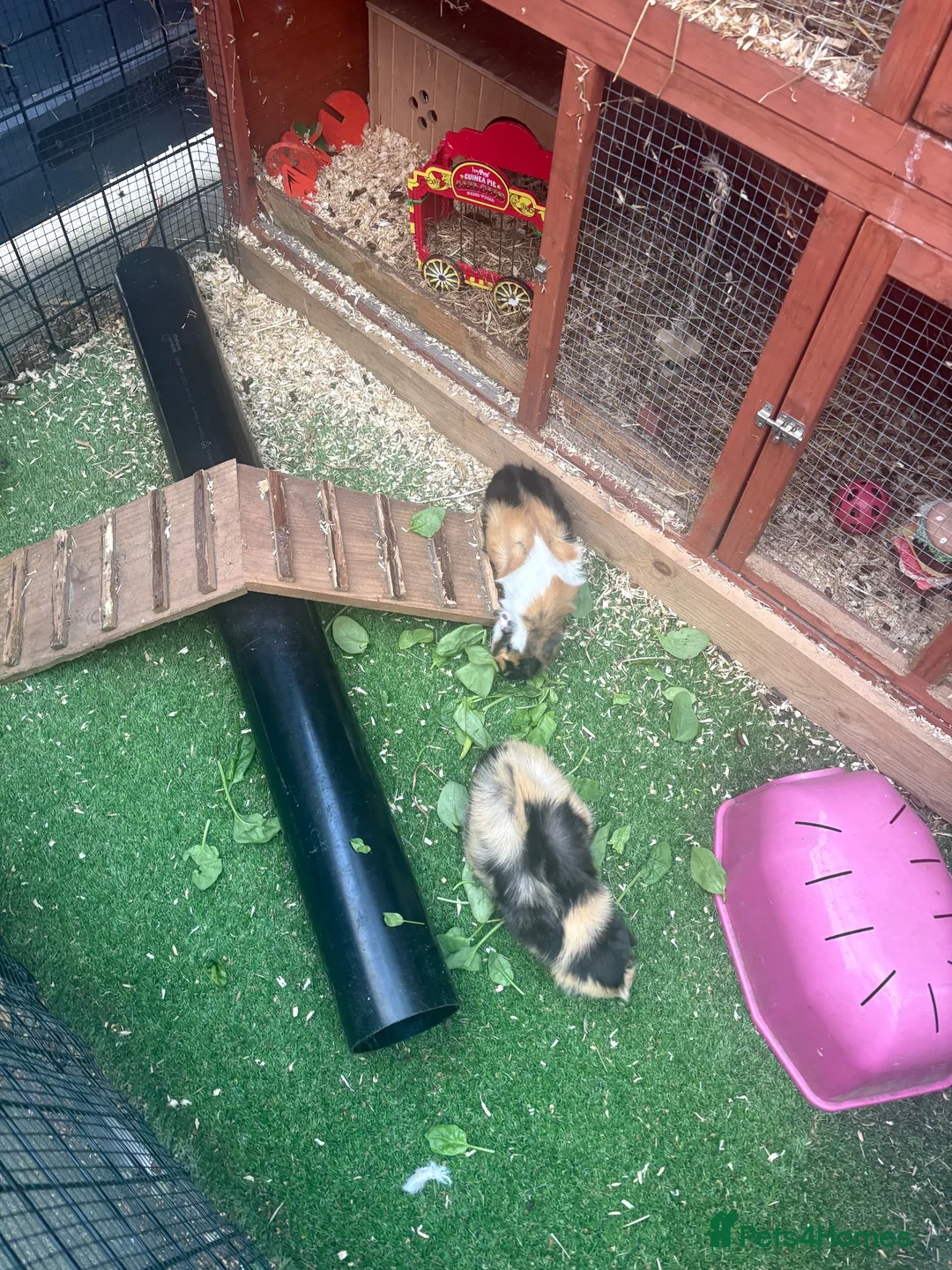 Guinea Pig rodents for sale: Two male bonded guinea pigs - Advert 4