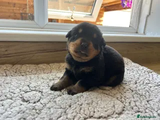 Rottweiler dogs Beautiful Rottweiler Pups - Advert 1