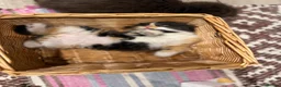 Turkish Angora cats for sale: Turkish Angora Playful Kittens - Advert 8