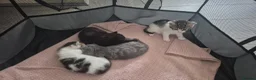 Mixed Breed cats for sale: 3 Adorable Kittens Looking for Homes - Advert 6