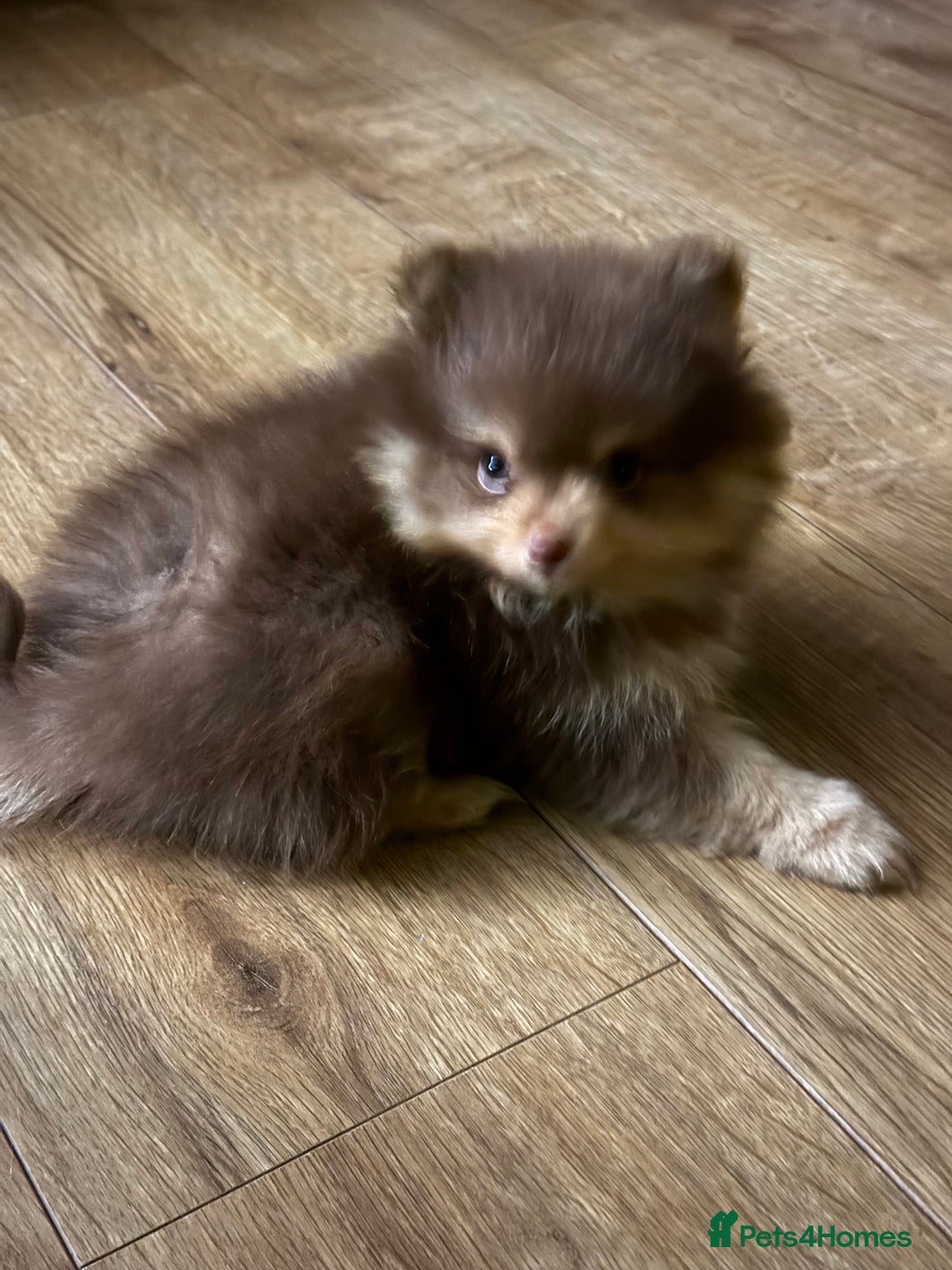 Pomeranian dogs for sale: 2 beautiful Pomeranian's left, boy/girl - Advert 3