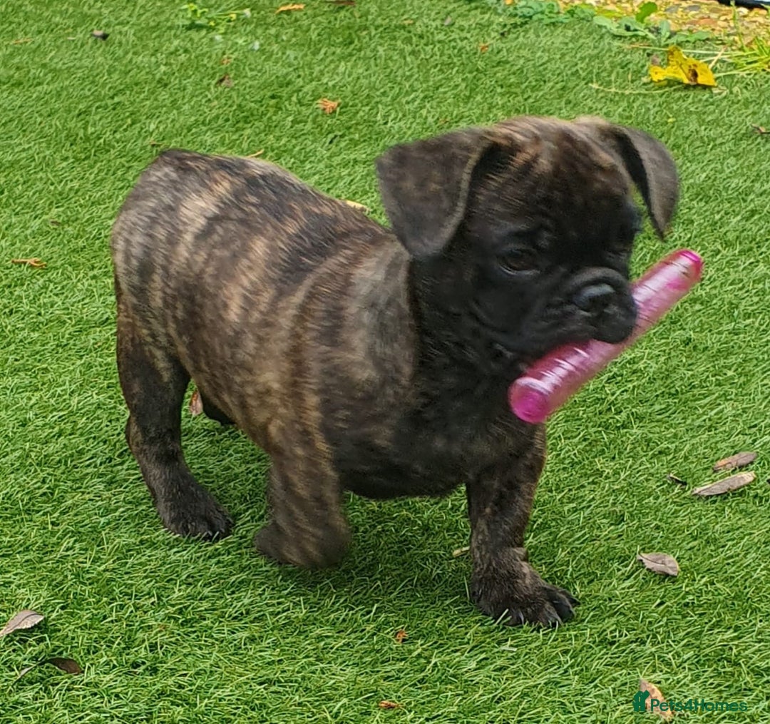 Frug dogs for sale: Gorgeous 16wk old Frugs - 3 Boys Remaining  - Advert 2