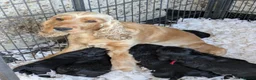 Cocker Spaniel dogs for sale: Solid Black Extensively Health Tested Show Pups!  in Lincoln - Advert 10