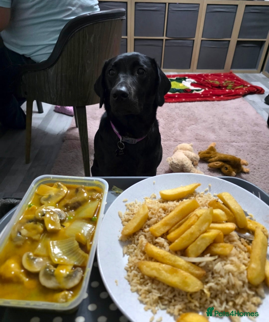 Labrador Retriever dogs for sale: 2 year old kc registered female  - Advert 2