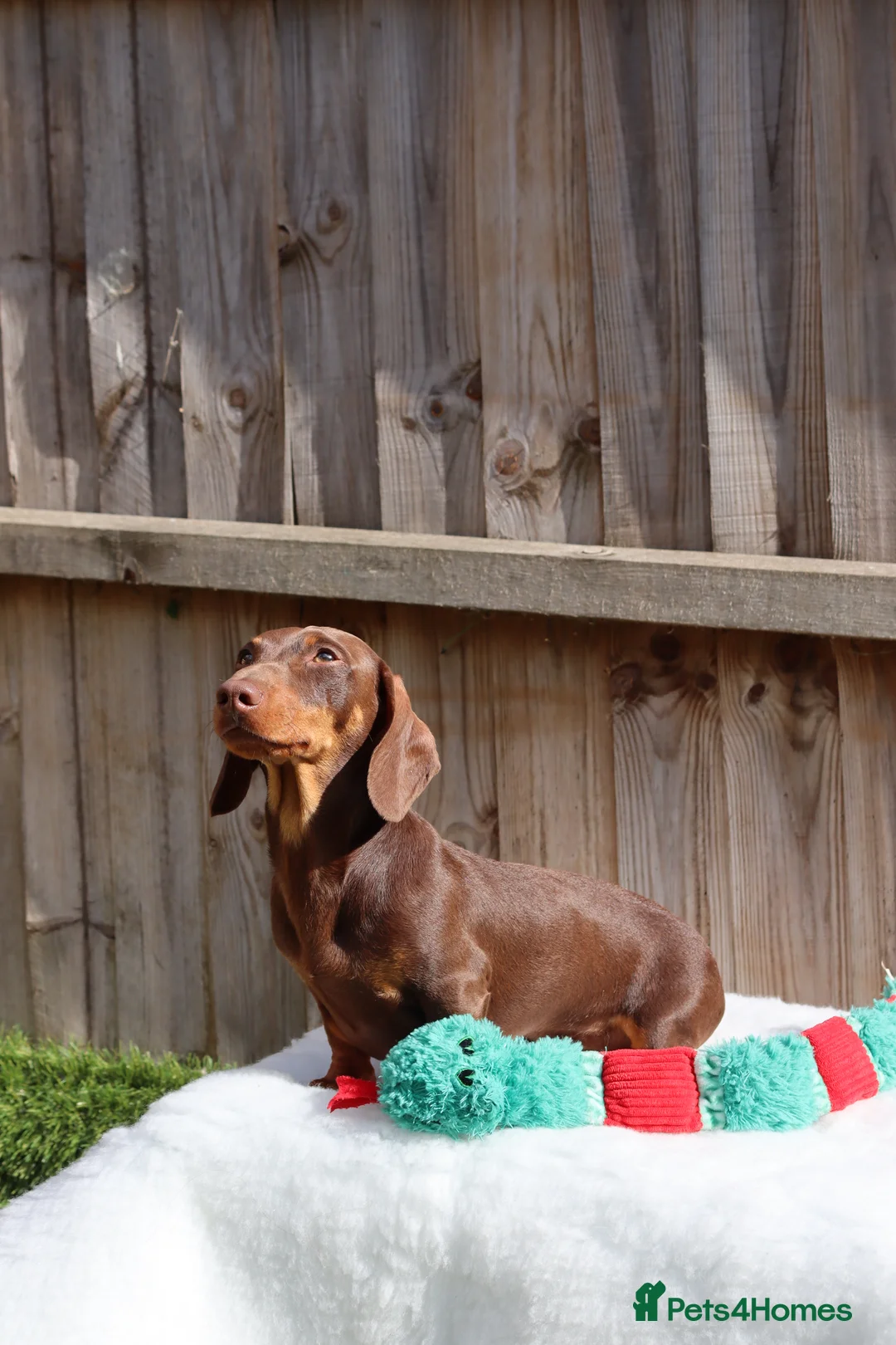 Dachshund dogs for stud: Chocolate and tan miniature dachshund for stud - Advert 6