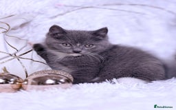 Mixed Breed cats for sale: Ragdoll X  British shorthair  - Image 8