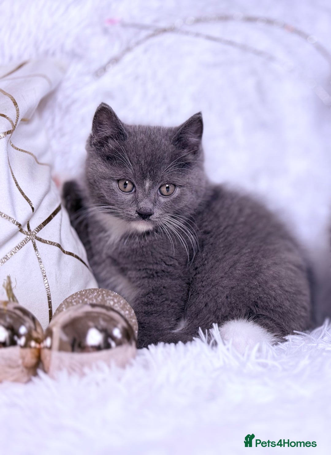 Mixed Breed cats for sale: Ragdoll X  British shorthair  - Image 8