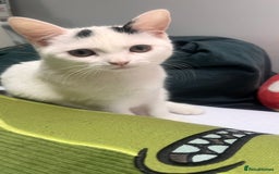 Mixed Breed cats for sale: Isha and Freya - Image 18