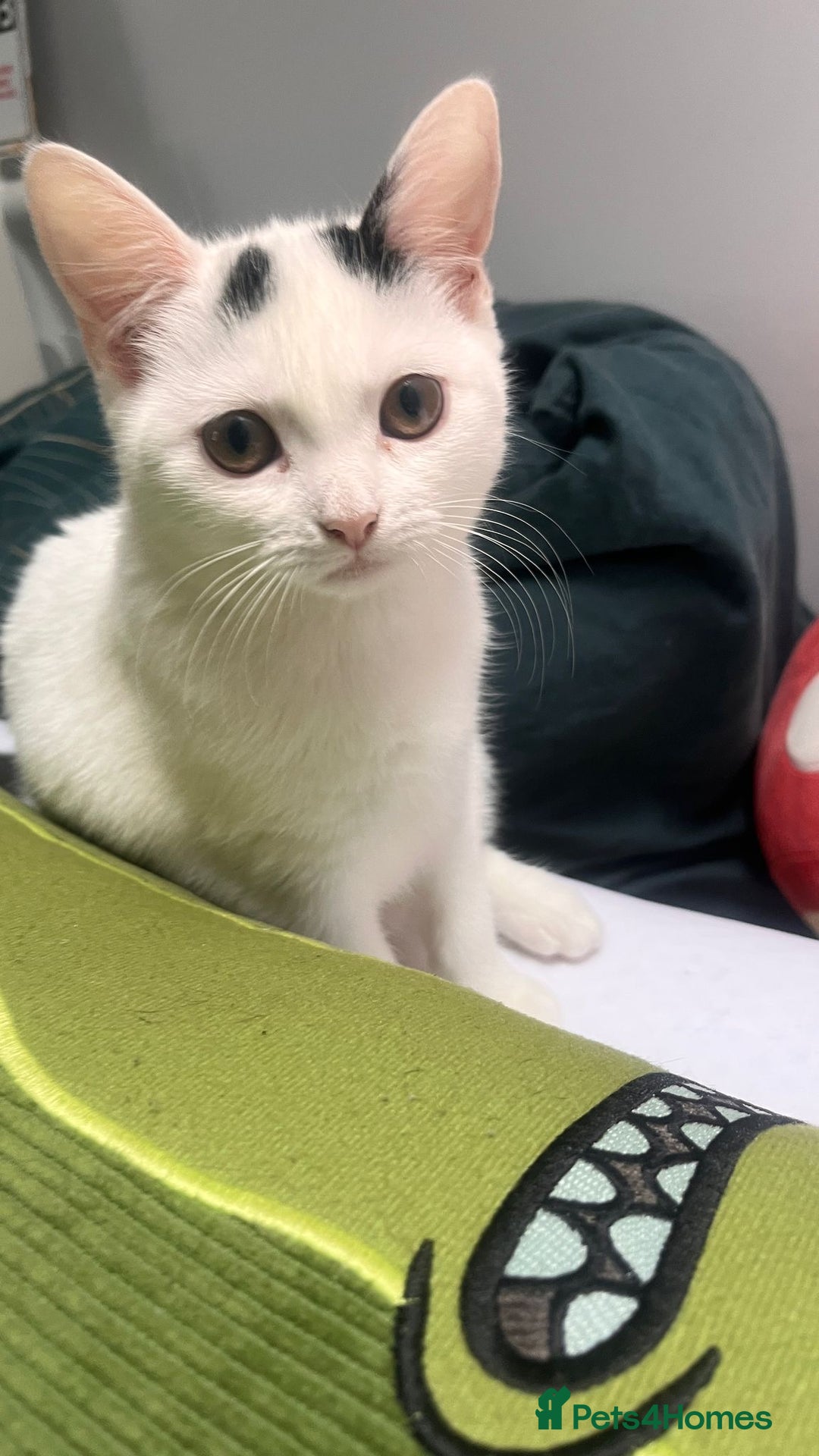 Mixed Breed cats for sale: Isha and Freya - Image 18