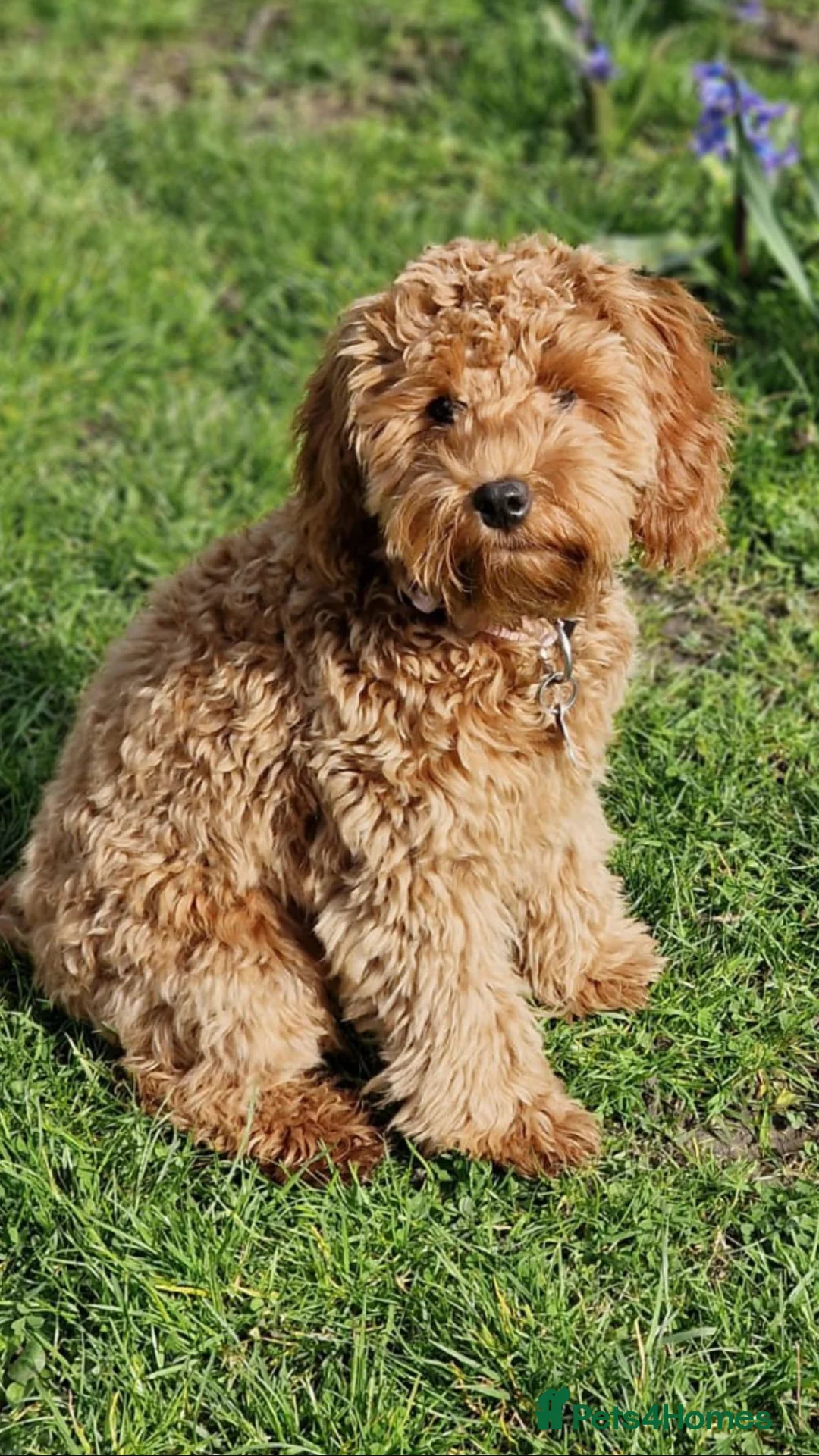 Toy Poodle dogs for stud: Proven Toy Poodle For Stud in Canterbury - Advert 17