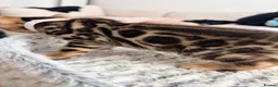 Bengal cats for sale: Quality Bengal kittens - Advert 10