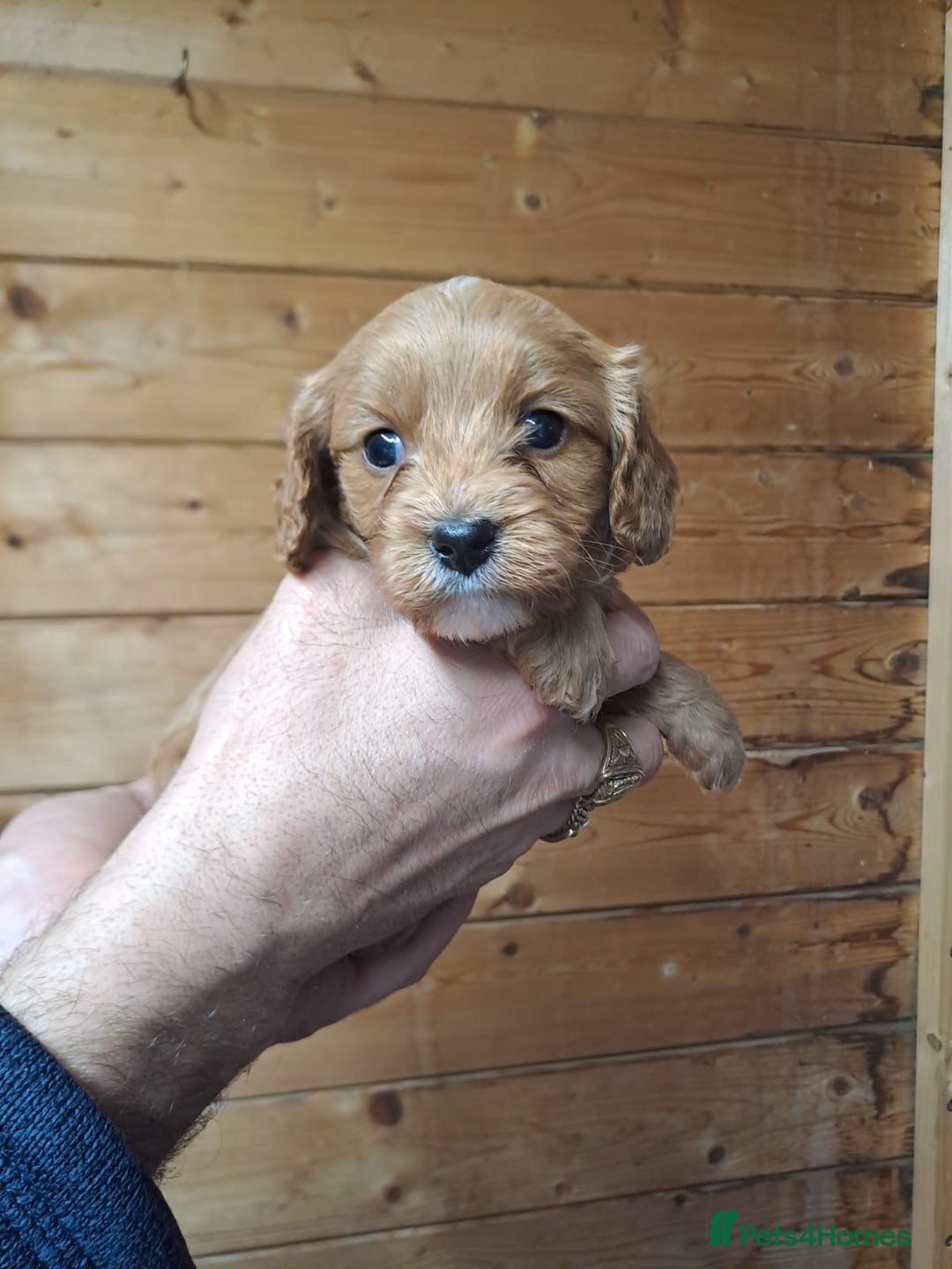 Cavapoo dogs for sale: Outstanding Cavapoo puppies - Advert 9