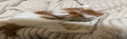 American Shorthair cats for sale: Cuddly Cute Kalic Kittens🐾 - Advert 19