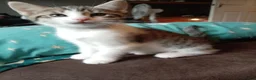 Mixed Breed cats for sale: 4 beautiful mixed kittens - Advert 13