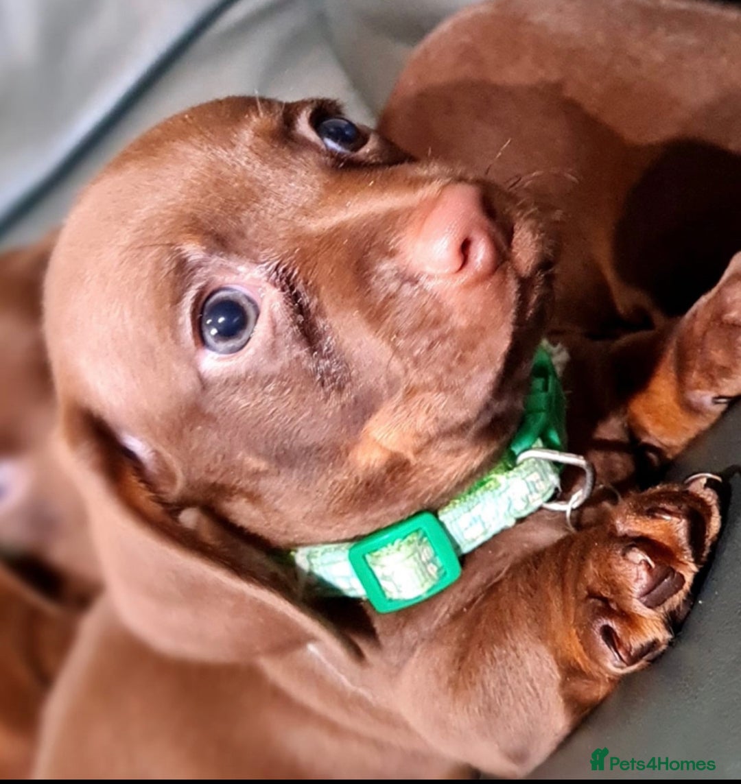 Miniature Dachshund dogs for sale: Mini chocolate Green eyed boy  - Image 1