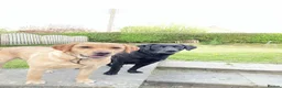 Borador dogs for sale: Borador Puppies - Advert 10