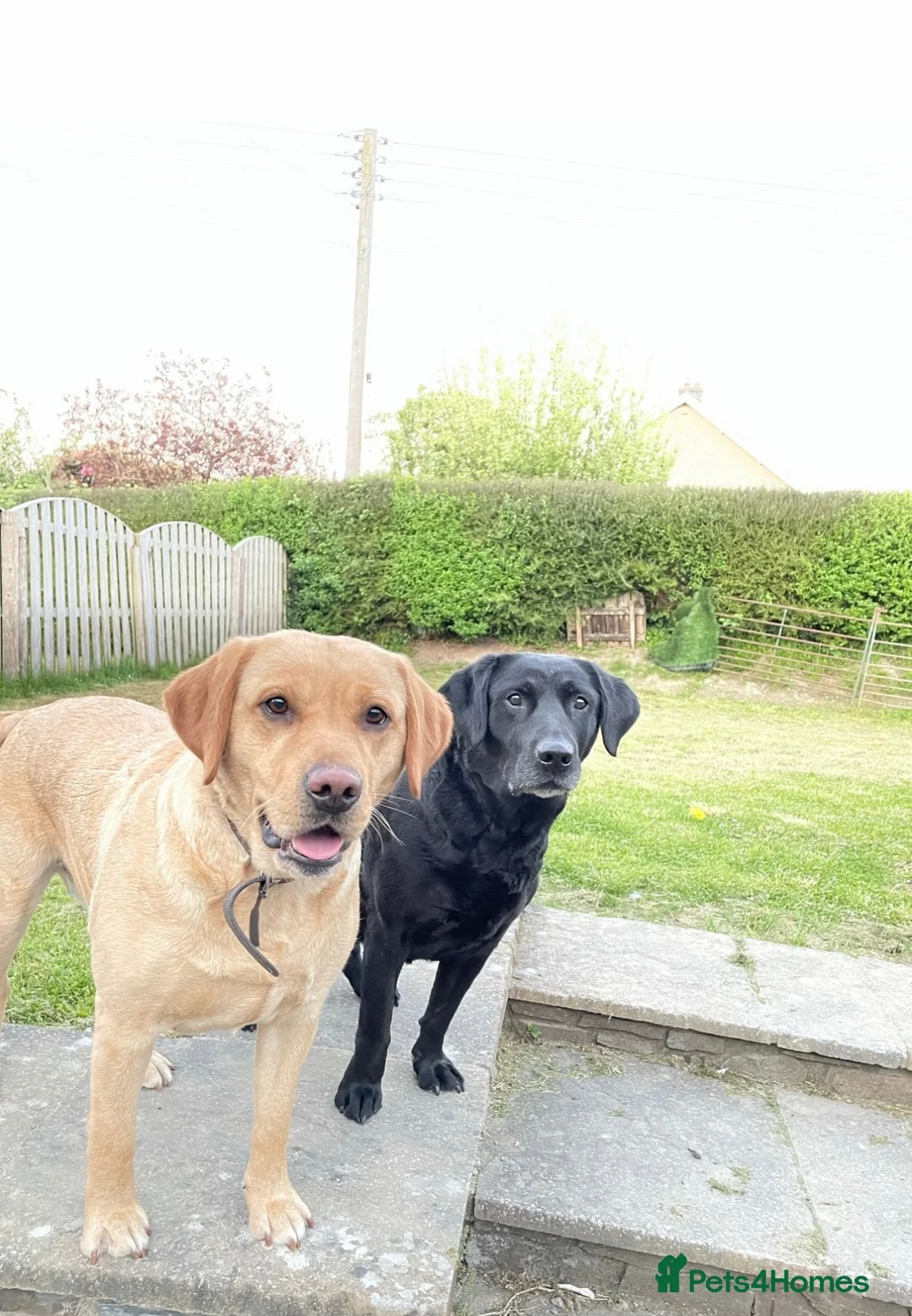 Borador dogs for sale: Borador Puppies - Advert 10