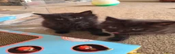 Mixed Breed cats for sale: VERY FRIENDLY FLUFFY KITTENS - Advert 33