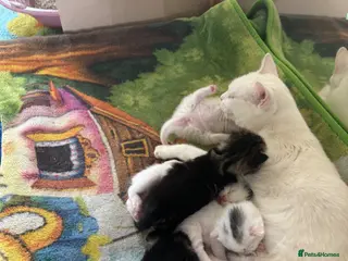 Turkish Van cats Tabby kittens - Advert 2