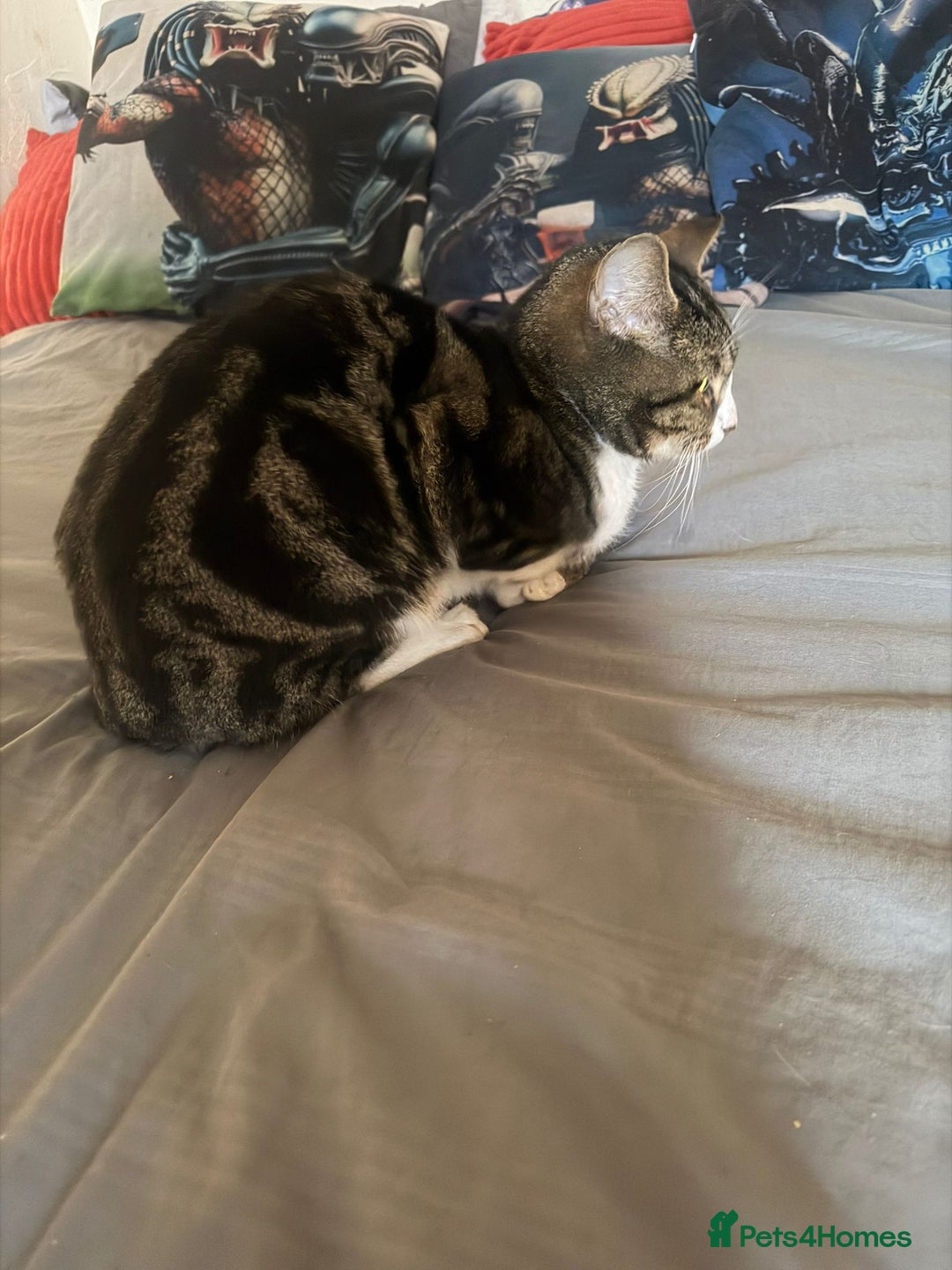 British Shorthair cats for sale: Free Lovely male British shorthair Free - Advert 3