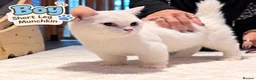 Munchkin cats for sale: Munchkin kittens - Advert 10