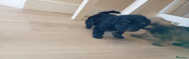 gizmo 
