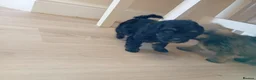 Shihpoo dogs for sale: shihpoo puppies unusual colours  in York - Advert 13