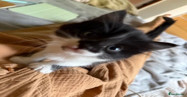 Mixed Breed cats - Advert 4