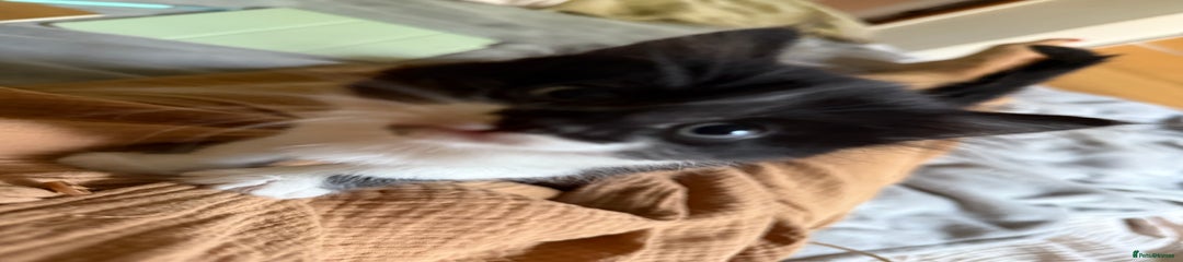 Mixed Breed Kitten 3