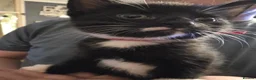 Mixed Breed cats for sale: 3 beautiful kittens in London - Advert 12