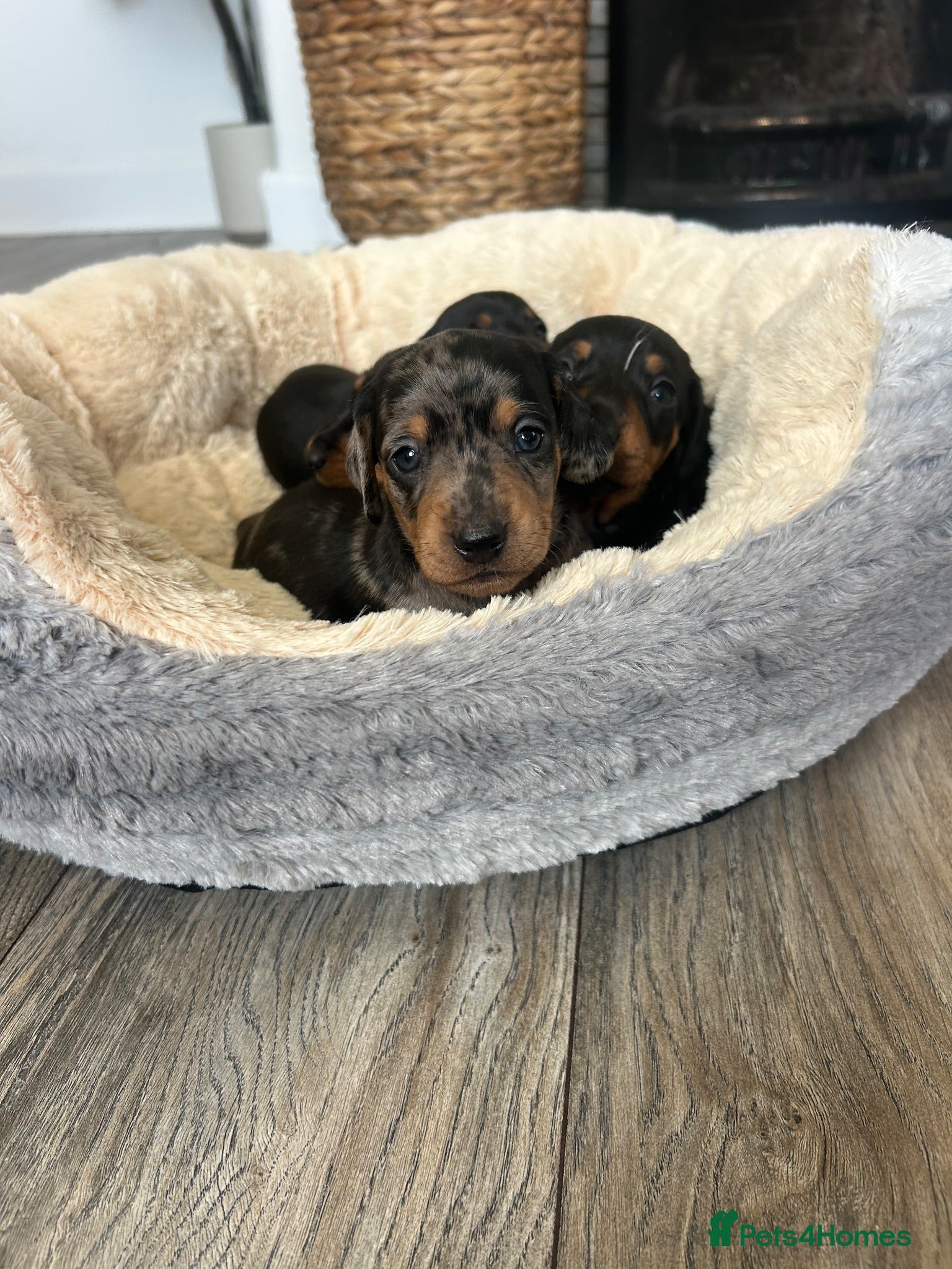 Miniature Dachshund dogs Miniature dachshund puppies - Advert 15