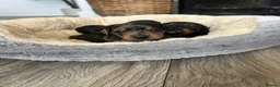 Miniature Dachshund dogs for sale: Miniature dachshund puppies - Advert 1