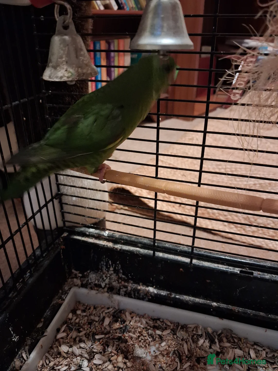 Parakeets birds for sale: Barred (lineolated) parakeet - Advert 3