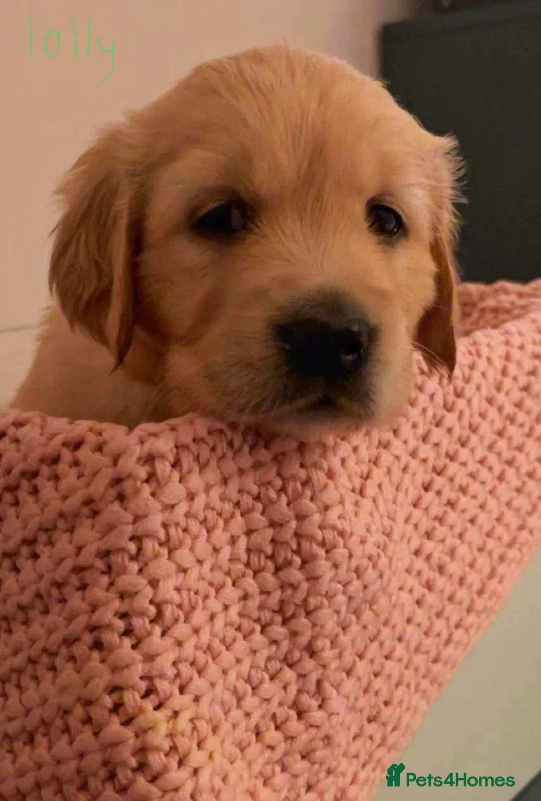 Golden Retriever dogs for sale: KC working line golden retrievers  - Advert 2