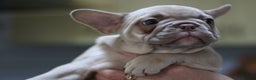 French Bulldog dogs for sale: French Bulldog Puppies Looking for Loving Homes - Advert 17
