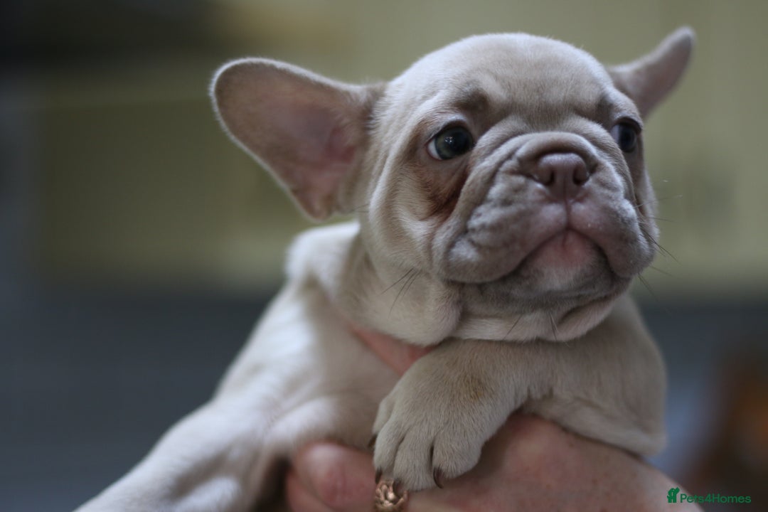 French Bulldog dogs for sale: French Bulldog Puppies Looking for Loving Homes - Advert 17