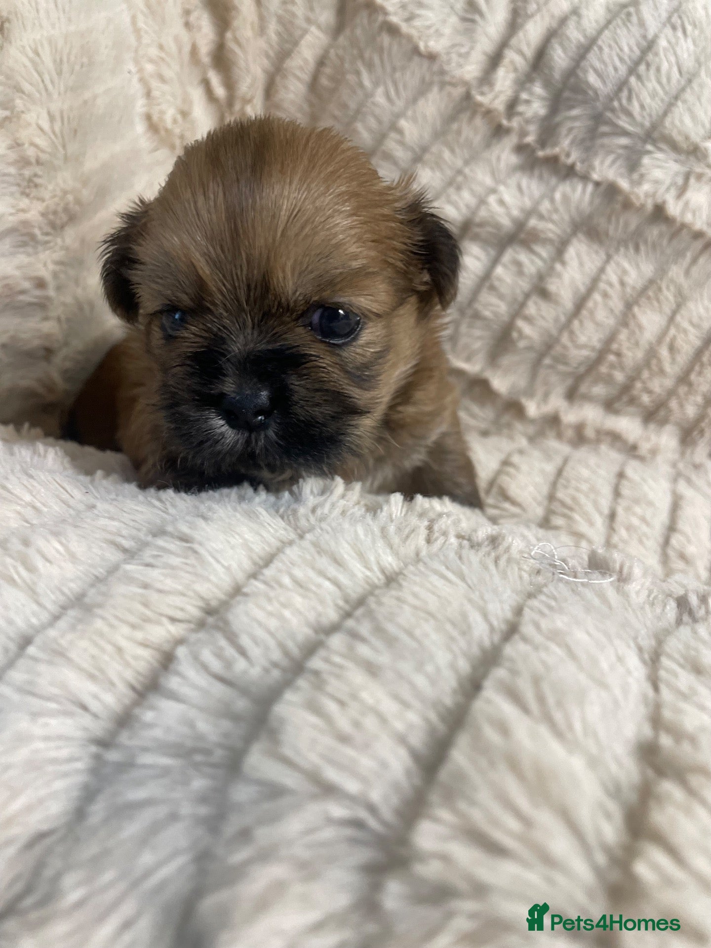 Shih Tzu dogs Shihtzu babies - Advert 5
