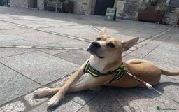 Mixed Breed dogs for adoption: Meet Bruno - Image 2