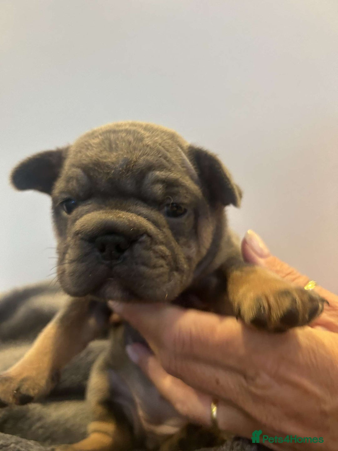 French Bulldog dogs for sale: French Bulldog Puppies  - Image 6