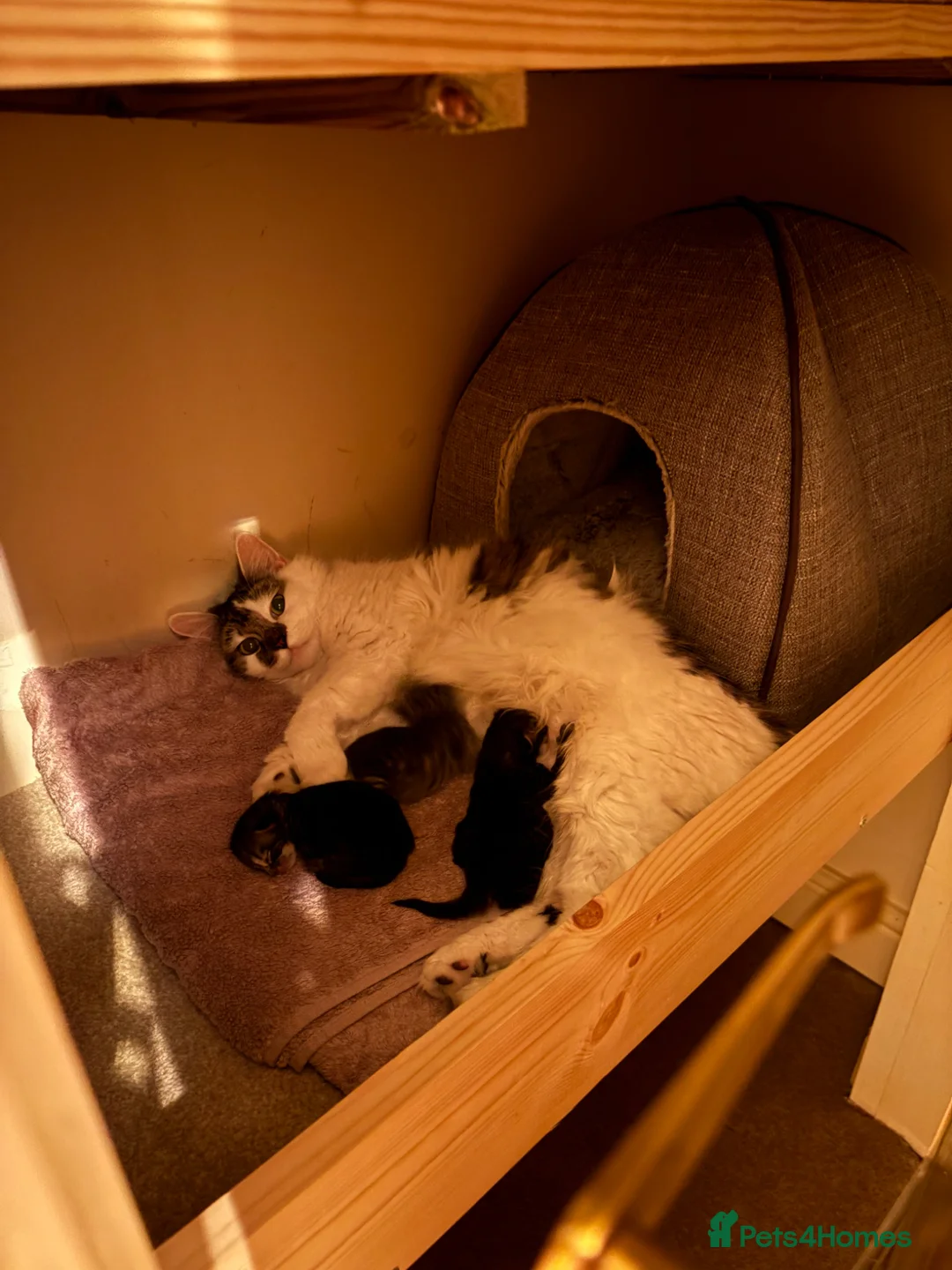 Mixed Breed cats for sale: Two beautiful British short hair mix boys  - Advert 13