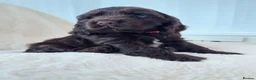 Cocker Spaniel dogs for sale: Extensively health tested KC Show Cocker Spaniels  - Advert 1