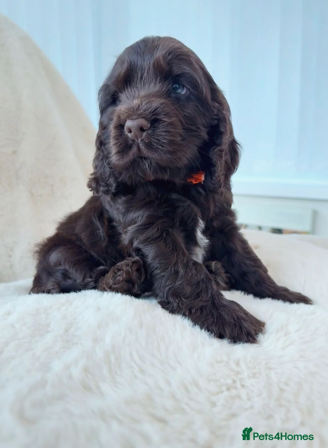 Cocker Spaniel dogs for sale: Extensively health tested KC Show Cocker Spaniels  - Advert 1