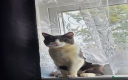 British Shorthair cats for sale: Beautiful boy looking for a new home  - Image 3