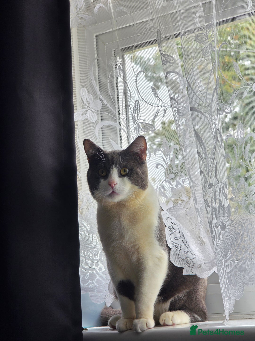 British Shorthair cats for sale: Beautiful boy looking for a new home  - Image 3