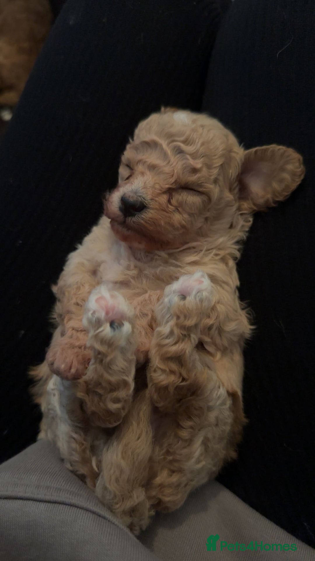 Poodle dogs for sale: TOY   POODLE PUPPIES 🐶 FOR SALE 🐾🐾🐾 - Advert 6