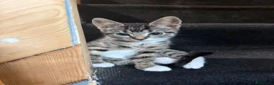 Domestic Shorthair Kitten 2