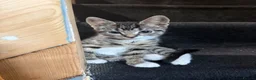 Domestic Shorthair cats for sale: Kittens for sale  - Advert 5