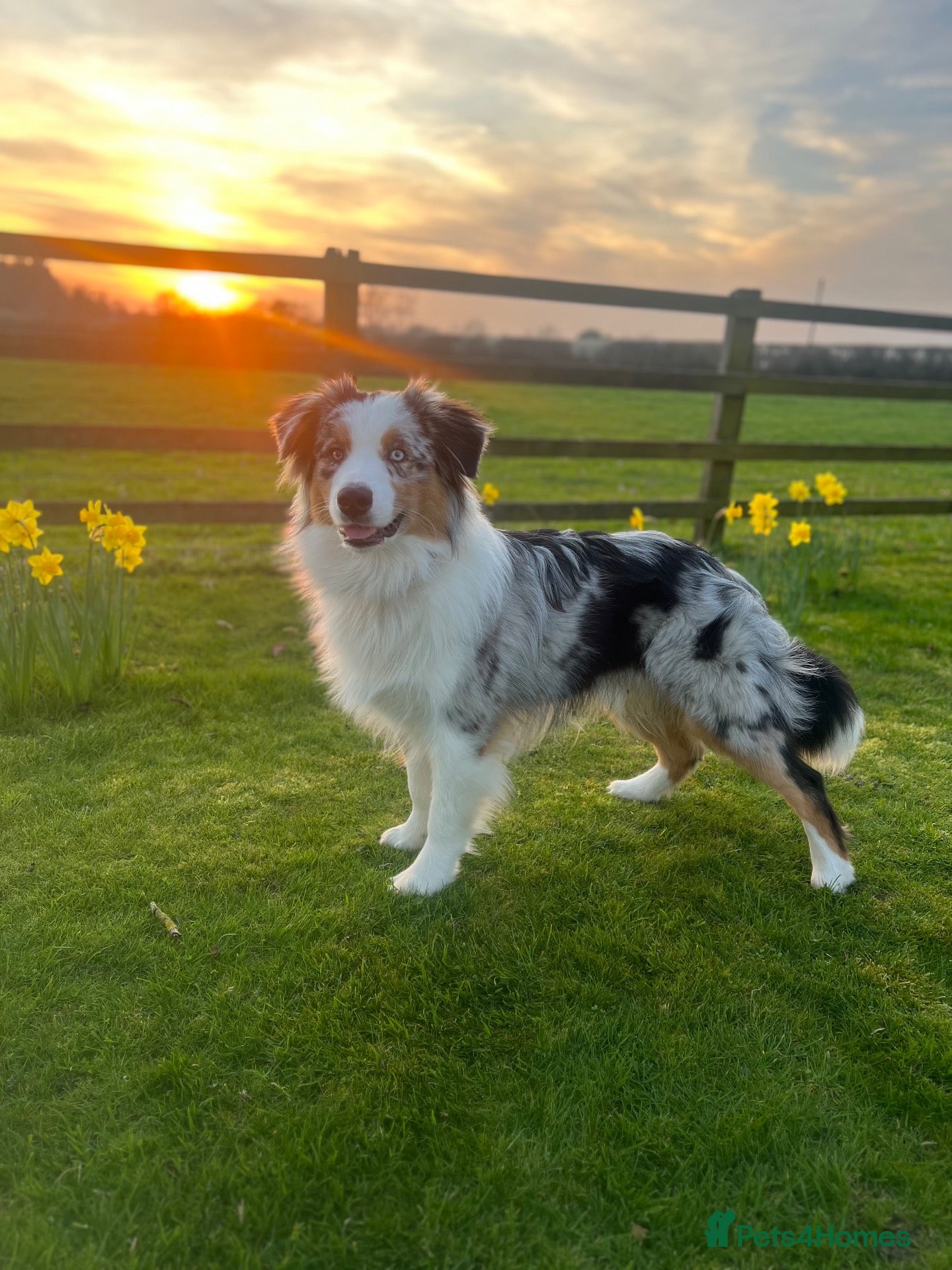 Australian Shepherd dogs 1 yr old Australian shepherd (Aussie) for sale - Advert 1